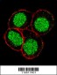 FLI1 Antibody (Center)