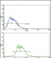 GCG Antibody (N-term)