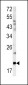 GCG Antibody (N-term)