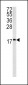 CAV3 Antibody (N-term)