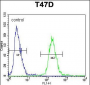 FIBB Antibody (N-term)