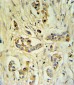 FIBB Antibody (C-term)