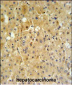 P450R Antibody (Center)