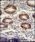 CLNS1A Antibody (C-term)