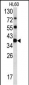 CLNS1A Antibody (C-term)