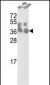 CLNS1A Antibody (Center)