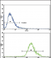CNOT8 Antibody (C-term)