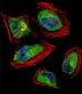 CNOT8 Antibody (C-term)