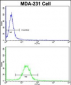 EMD Antibody (C-term)