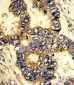 EPN3 Antibody (N-term)