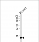 FABP3 Antibody (N-term)