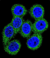 ABCG1 Antibody (N-term)