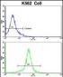 ACTG1 Antibody (Center)