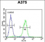 ACTR2 Antibody (C-term)
