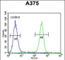 ACTR2 Antibody (Center)