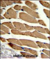 ACTR2 Antibody (Center)