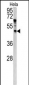 ANGPTL7 Antibody (N-term)