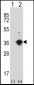 ANGPTL7 Antibody (N-term)