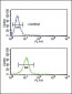 TRAP Antibody (N-term)