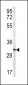 TRAP Antibody (N-term)