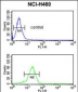 YAP1 Antibody (C-term)