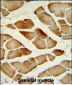 CTSF Antibody (Center D276)