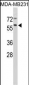 CTSF Antibody (Center D276)
