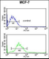 ENDOG Antibody (C-term)