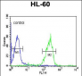 GZMB Antibody (N-term)