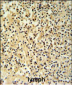 GZMB Antibody (N-term)