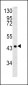 SPB3 Antibody (N-term)