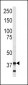 Annexin V Antibody (C-term)