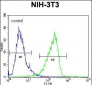 Calponin-3 Antibody (Center)