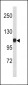 CTNA1 Antibody (N-term)