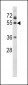 FIBG Antibody (C-term)