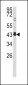 c-fos Antibody (C-term)