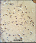 Lamin B1 Antibody (C-term)