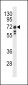 Lamin B1 Antibody (C-term)