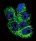 COL6A1 Antibody (C-term)