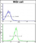 KLF6 Antibody (N-term)