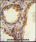 CREB3L1 Antibody (C-term)