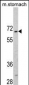 CREB3L1 Antibody (C-term)