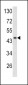 DCN Antibody (Center)