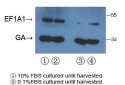 EEF1A1/ EEF1A2 Antibody (N-term)