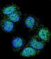 EEF1A1 Antibody (C-term)