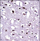 EEF1A1 Antibody (C-term)