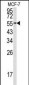 EEF1A1 Antibody (C-term)