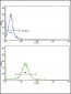 WNT10B Antibody (Center)