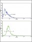 ABCC1 Antibody (C-term)