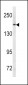 ABCC1 Antibody (C-term)